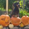 Hündin Maila stöbert auch im Herbst gerne in ihrem Denklinger Garten.