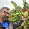 Stolz zeigt Michael Popp die erste Blüte und Früchte seiner Bananenpflanzen, die in seinem Garten in Lauterbach wachsen.