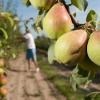 Süße Früchtchen: Dank ihres geringen Säureanteils sind Birnen oftmals besser bekömmlich als Äpfel oder Orangen.