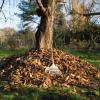 Laubberge im Garten können vielen Tieren im Winter als Unterschlupf dienen.