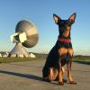 Größer als die Satellitenschüssel: Hund Matilda weiß, wie man für ein Bild posen muss.