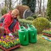 Anlässlich des Gedenktags Allerheiligen werden die Gräber nun wieder herbstlich warm und stimmungsvoll dekoriert. Wer bei der Gestaltung Hilfe und Inspiration benötigt, ist bei den Floristikfachgeschäften und Friedhofsgärtnern der Region gut aufgehoben.	