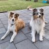 Die Sheltie-Mädels Laika (rechts) und Lissy aus Dillingen warten gespannt aufs nächste Kommando.

