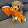 Das ist Yoshi, ein vier Monate junge Maltipoo von Luki Stadler (acht Jahre) aus Dillingen. Yoshi spielt am liebsten mit seinem besten Freund Luki und dem großen Fuchs (siehe Foto).