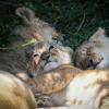 Eine Löwin entspannt sich mit dem Nachwuchs im Schutzgebiet Masai Mara.