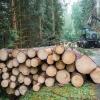 Durch den Borkenkäfer geschädigtes Holz muss so schnell wie möglich aus dem Wald.