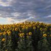 Die Sonnenblumen auf einem Feld zwischen Rinnenthal und Hügelshart wenden ihre Köpfe der Sonne zu und freuen sich über eine Regenpause.