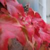 Die Blätter färben sich, es ist Herbst geworden in Augsburg