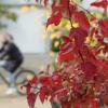 Die Blätter färben sich, es ist Herbst geworden in Augsburg