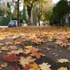 Die Blätter färben sich, es ist Herbst geworden in Augsburg