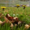 Die Blätter färben sich, es ist Herbst geworden in Augsburg