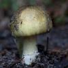 Besonders giftig: der Grüne Knollenblätterpilz (Amanita phalloides).