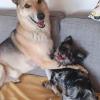 Langhaar-Chihuahua Karl liebt Nico, einen Schäferhund-/Huskymix. Nico ist quasi sein "Cousin", er gehört nämlich der Schwester von Frauchen Silke Krause aus Dillingen. Größe spielt bei dieser Freundschaft keine Rolle.