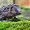 Igel werden von Mährobotern schnell übersehen. Bereits kleine Hautverletzungen können für die Tiere lebensbedrohlich sein.