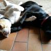 Das ist Labrador-Mix"Se-us" (Zeus) aus Lauterbach und Gasthund "Paula".