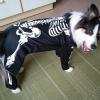 Das ist 'Pepper vom Rehgebirge in Vorbereitung auf Halloween. Pepper aus Zöschingen ist eine sechsjährige Bordercollie-Hündin und für alle Späße zu haben.