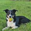 Das ist Hund Willi aus Mödingen beim Ball fangen.