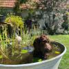 Hündin Emma aus Blindheim liebt das Wasser, wie man hier gut erkennen kann. Emma ist sechs Monate alt und bringt ihre Menschenfamilie jeden Tag zum Lachen.