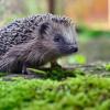 Ein sicherer Hafen für Igel: Naturnahe Gärten bieten den kleinen Tierchen Schutz im Winter.