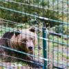 Bärin Gaia wird später als geplant in den Schwarzwald gebracht. (Symbolfoto)