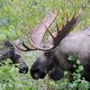 Sichtung bei Anchorage: Elche sind in Alaska keine Seltenheit und schaffen es manchmal vor die Kameralinse.