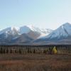 Nicht jede Ecke in Alaska ist während des Herbsts bunt. Es gibt auch die dunklen buschigen Landschaften wie hier.