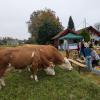 Auch die Kühe einer benachbarten Weide schienen neugierig zu sein auf das, was sich am Malek-Häuschen in Holzhausen tun könnte.