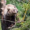 Auch Braunbären kann man im Wildpark in Poing bestaunen.