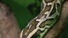 Die größte Schlange im Reptilienzoo Scheidegg ist die Tigerpython. Sie ist über vier Meter lang und an die 50 Kilogramm schwer.