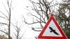 Seit 2005 beschäftigt die Saatkrähe die Stadt Kempten. Vor allem im Stadtpark fühlten sich die geschützten Saatkrähen wohl. Mit Genehmigung, versuchten die Ämter die Tiere zu vergrämen, doch der nachhaltige Erfolg blieb aus. Die Saatkrähen verteilen sich in sogenannten Splitterkolonien über das gesamte Stadtgebiet. Ihr Kot stört vor allem die Anwohner.