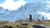 Vom 3135 Meter hohen Gornergrat bei Zermatt im
Schweizer Kanton Wallis stieg Peter Jekel herunter
und stieß dabei auf dieses Murmeltier. Wohin das
Erdhörnchen wohl schaut, auf was der kleine Kerl
wohl wartet? Womöglich auf den Sommer, schätzt
Jekel. Oder er genießt einfach die Aussicht.