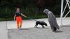 Die Hunde müssen beim Eignungstest zum Suchhund ihre Nervenstärke beweisen.