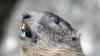 Murmeltiere sind im gesamten Alpenraum verbreitet. Man findet sie auf Höhen zwischen 900 und 2500 Metern. Am liebsten leben sie in alpinen, felsdurchsetzten Rasen oder in Steinfluren mit lückenhafter Krautvegetation.