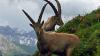 Die Steinbock-Männchen fallen besonders auf durch ihre großen, nach hinten gebogenen Hörner. Alpensteinböcke leben an steilen Hängen auf einer Höhe von bis zu 3500 Metern.