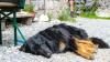 Der Hüttenhund Caylo (6,5 Jahre) sonnt sich auf der Terrasse des Säulinghauses.