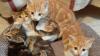 Um viele Katzenbabys musste sich im vergangenen Jahr die Arche Noah Tierhilfe aus Seeg kümmern. Für diese sechs fand sie ein neu