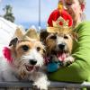 Mit Krönchen warteten die Hunde Lucy und Larry auf den royalen Besuch.