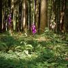 Gabriele Boulan aus Friedberg fotografierte die "Späte Blüte der Fingerhüte im Spitalwald bei Aichach".