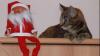 Einige der Pflegestellen haben uns Fotos ihrer Tiere zugeschickt.