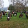 Viele Pferde und Kutschen waren zur Pferdesegnung nach Mickhausen gekommen.