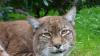 In Niederbayern wurde ein Luchs wohl bei einem Unfall getötet. Ein Autofahrer entdeckte das tote Tier.