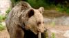 Europäische Braunbären wurden zuletzt häufiger in Bayern und Tirol gesichtet. Hier Zahlen und Fakten zum Braunbär im Alpenraum.