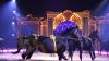 Von Donnerstag, 31. August, bis Sonntag, 3. September, macht der weltbekannte Zirkus Krone auf dem Viehmarktplatz in Immenstadt Station. 222 Menschen, fast 100 Tiere und 120 Fahrzeuge gehören dem Tross an.
