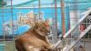 Von Donnerstag, 31. August, bis Sonntag, 3. September, macht der weltbekannte Zirkus Krone auf dem Viehmarktplatz in Immenstadt Station. 222 Menschen, fast 100 Tiere und 120 Fahrzeuge gehören dem Tross an.