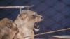 Von Donnerstag, 31. August, bis Sonntag, 3. September, macht der weltbekannte Zirkus Krone auf dem Viehmarktplatz in Immenstadt Station. 222 Menschen, fast 100 Tiere und 120 Fahrzeuge gehören dem Tross an.