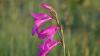 Stark gefährdet, aber wunderschön: Die Sumpfgladiole blüht im Moment auf Streuwiesen und Kalkflachmooren im Füssener Land.