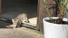 Manche Katzen verlassen ihr Zuhause aus freien Stücken – manche verschwinden aber auch aus ungeklärten Gründen.