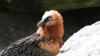 Bald heben die beiden Bartgeier im Nationalpark Berchtesgaden zum ersten Mal ab.