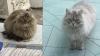Einem Mann im Bereich Oberopfingen sind gleich zwei herrenlose Katzen zugelaufen. Jetzt werden die Besitzer gesucht.