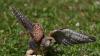 Ein ausgewilderter Turmfalke greift im Flug nach einem Eintagsküken welches ihm zuvor hingeworfen wurde. Die Serie von Giftanschlägen auf Wildvögel in Bayern geht weiter. Erneut wurden tote Greifvögel entdeckt.